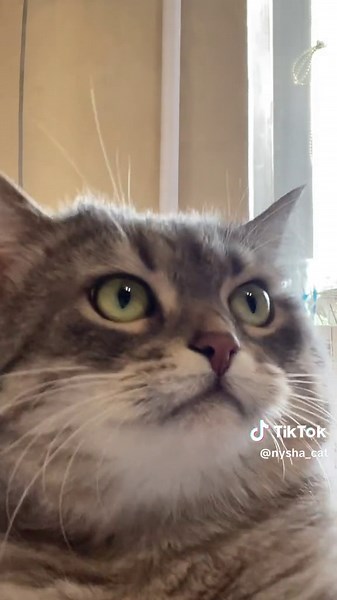Adorable Grey Cat with Green Eyes Captivated Indoors