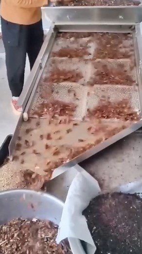 China Cockroach Farming #reels #facts #shorts | Universe Adventure