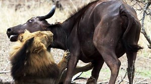 Male Lions Kill Buffalo Mother & Calf - Latest Wildlife Sightings | Ruby Life