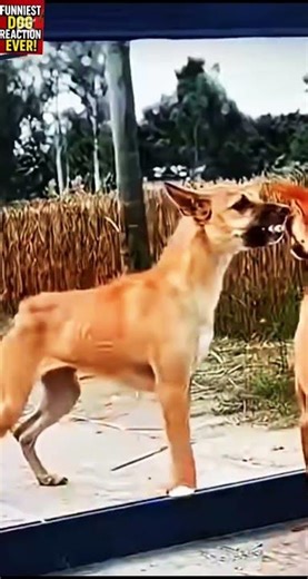 “This Dog Prank Went Too Far! 😂