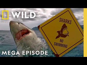 Inside the Ocean Predator Behind Jaws | Sharkfest MEGA Episode | Nat Geo Animals