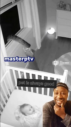 Cat safe the little boy from python 🫢🫢🫢🫢🫢🫢