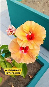 Easy and simple hibiscus flowers plants grafting technique at home #hibiscusgrafting #shorts #garden