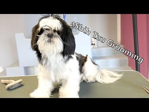 Grooming Guide - Let's groom Shih tzu! #47