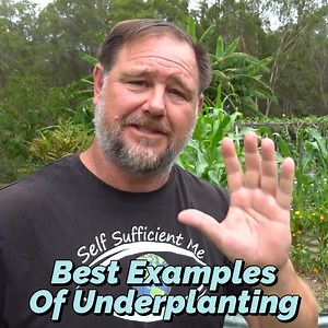 How Do I Do Underplanting and Intercropping? | Self Sufficient Me