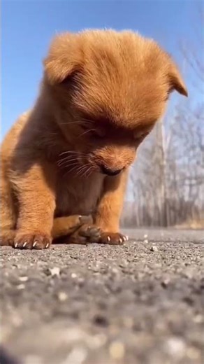 Respect #shorts #short 1 64