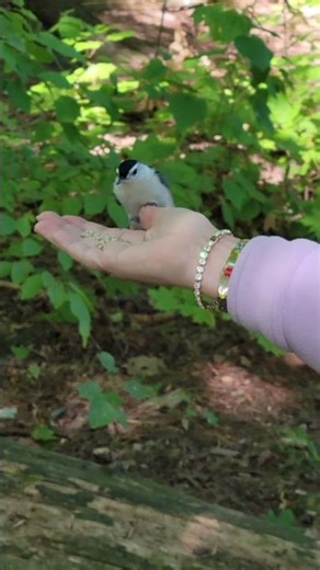 Feeding nuthatches by hand.