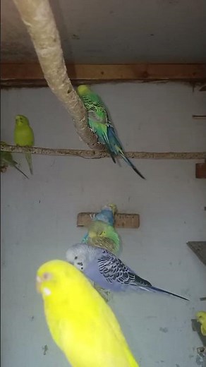 10 Hours Happy Parakeets Singing For Lonely Birds 💞💕💝💝
