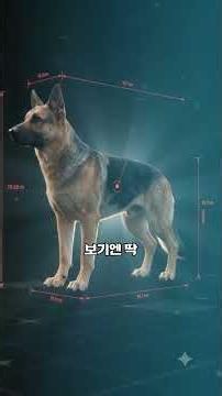 셰퍼드 키우기 전에 알아야 할 네 가지