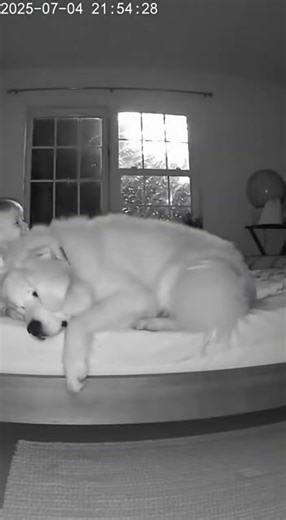 Friendly Dog Comforts Scared Baby During Fireworks!