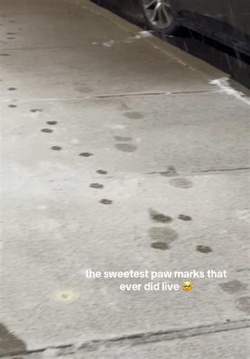 Buster's First Winter Adventure in the Snow