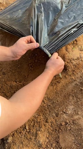 Techniques for attaching polythene to the soil of vegetable garden beds