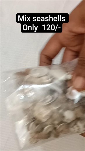 mix seashells for resin art#resinart #resinwholeshaleproducts