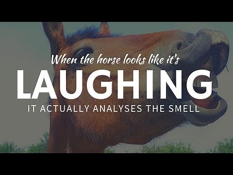 Why do horses LAUGH and smile – the use of flehmen response