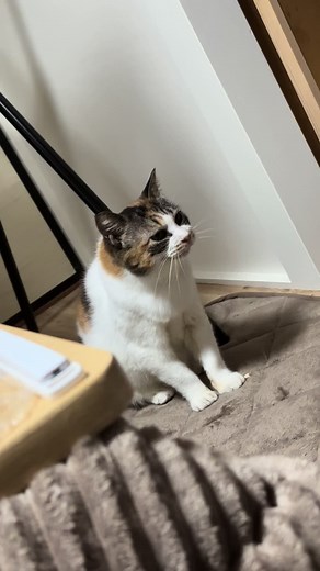 猫の発情期と鳴き声の理由を知っていますか？