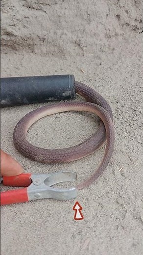 plug locked skills rubber snake power 😱