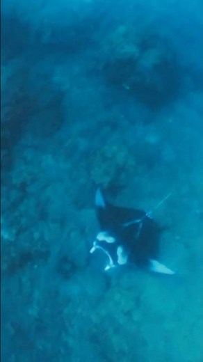 Snorkeling with manta rays on Bora Bora | Polynesia Travel #shorts