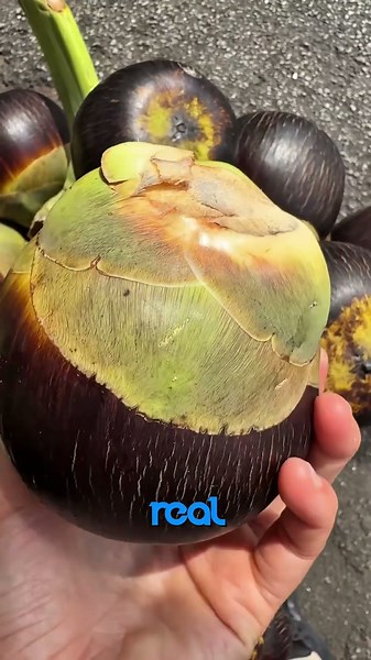 This Looks Like Coconut but It’s Not | Ice Apple Fruit Surprise