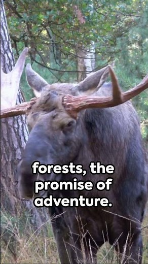 Chasing Giants: An Elk Hunting Adventure