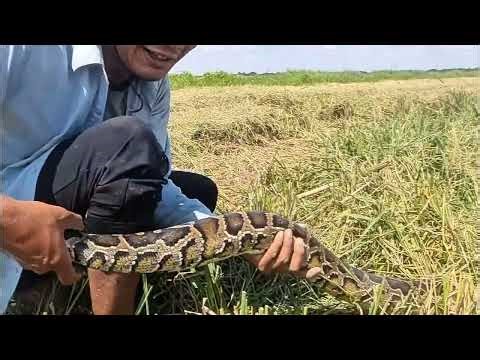 How To Catch Giant Snake