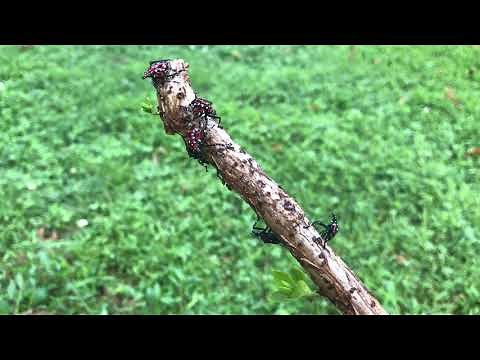 How To Kill Lantern Flies (part 1)