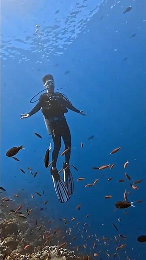 Underwater Wonderland: Swimming with Fish in the Ocean's Embrace