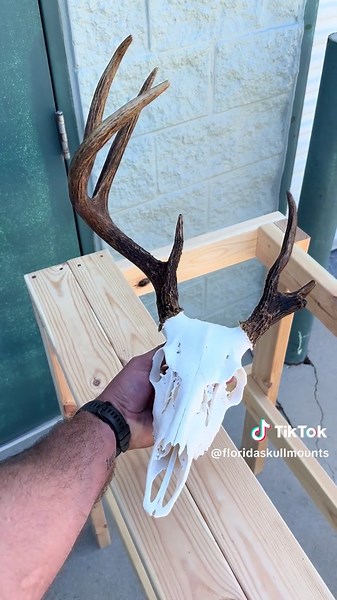 We love the freaky looking ones over here 😮‍💨🔥 #FloridaSkullMounts