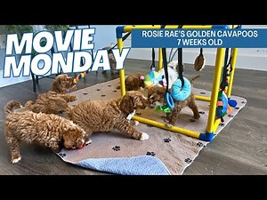 Rosie Rae's Golden Cavapoos 7 weeks