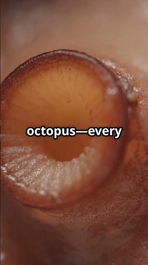 How to Tell an Octopus's Gender