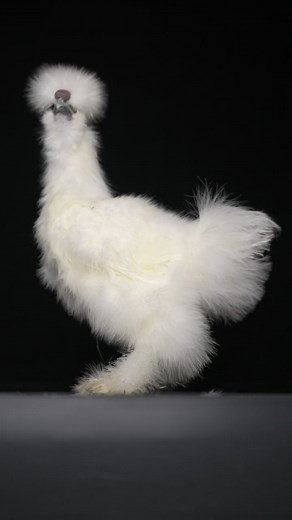 My new model has a lot to say. #silkychicken #chicken