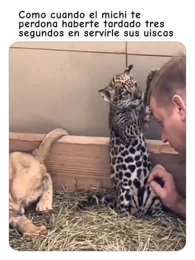 Cuando el michi te perdona #fypシ #leopardo #michis #memes #virals | En Español Mundial