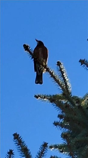 American Robin Singing on a Sunny Spring Day in South Dakota! #americanrobin #springday #shorts