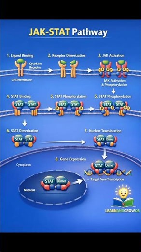 From signal to gene in seconds JAK-STAT pathway decoded #csirnet #signalingpathways#biology #neet