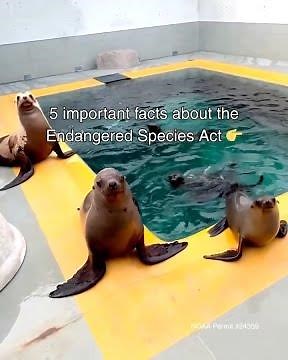 5 important facts about the Endangered Species Act | The Marine Mammal Center