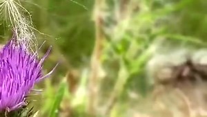 12 reactions | Bumblebee compound eyes are constructed of 6000 individual ommatidia each of which has a hexagonal face called a facet and which all together form the surface of the compound eye. #Bees #Wildflowers | Seedles - Grow The Rainbow | Facebook