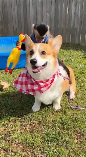 Monkey Rides Dog Unlikely Buddies Funny video | Metlyly plus