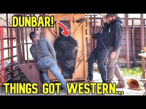 This Happened For The First Time Working Bison!