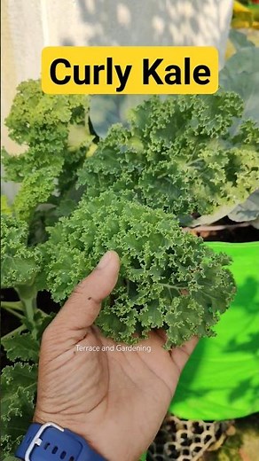 Curly Kale in my terrace garden #gardening #terracegardening #garden #vegitablegarden #organicgarden