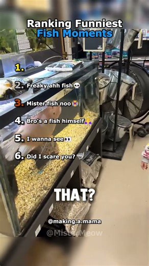 Ranking Funniest Fish Moments