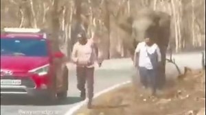 Watch: Elephant chases tourists in Bandipur National Park in Karnataka