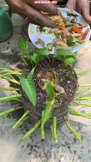 🌱 100% Working Water Spinach Growing Hack! #shorts #waterspinach #gardening #gardeningtips