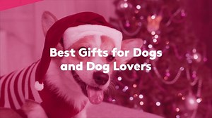 27 Best Gifts for Dogs and Dog Lovers