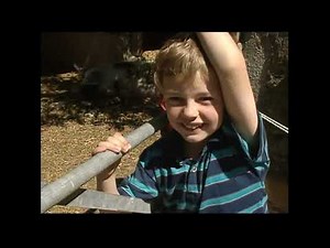 Teletubbies Farm Animals