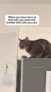 Mom to one and cow to another 😂 #catsoftiktok #cowcat #bengalcats #naughtycats #catfluencer