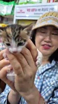 26.5.2 #Pingping139 Tricolor Female Her molars have grown in a little hehehe #SeongnamShelter #Pl...