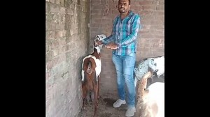 20K views · 643 reactions | Smell In Goat Milk || بکری کے دودھ سے بو آنا | Goat Land Farms | Facebook