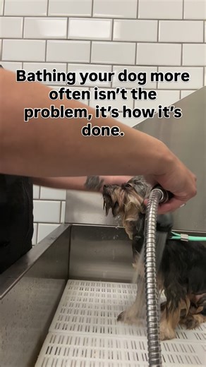 One Stop Pet Grooming on Instagram: "Bathing your dog more often isn’t the problem, it’s how it’s done. We have a self wash station here at our salon and we see many people come in thinking that…I’m just coming here to bathe my dog. It’s no big deal. It’s not hard… And then we watch them do it and we beg to differ. From how they apply the shampoo to how they rub it in and let it sit, rinsing it out too fast, not rinsing enough to not even doing their head because they’re afraid to get it in thei