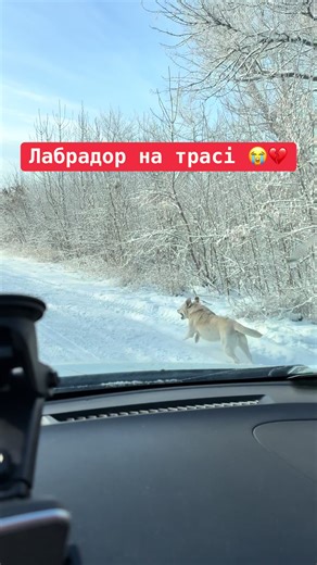 #пес #траса #шок #happyend #mylife Все в цьому житті не просто так !✨🐕🪽