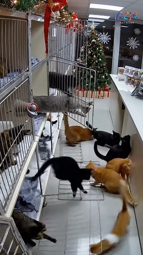 489K views · 9.1K reactions | 藍 This is the funniest thing I’ve seen all day — cats are pure chaos in fur form!  #CuteCats #FluffyCat #Funny #CrazyCatMoments #CatMeme | NextGen Visuals Sr | Facebook