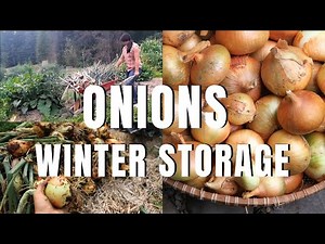 How to Store Onions Over Winter